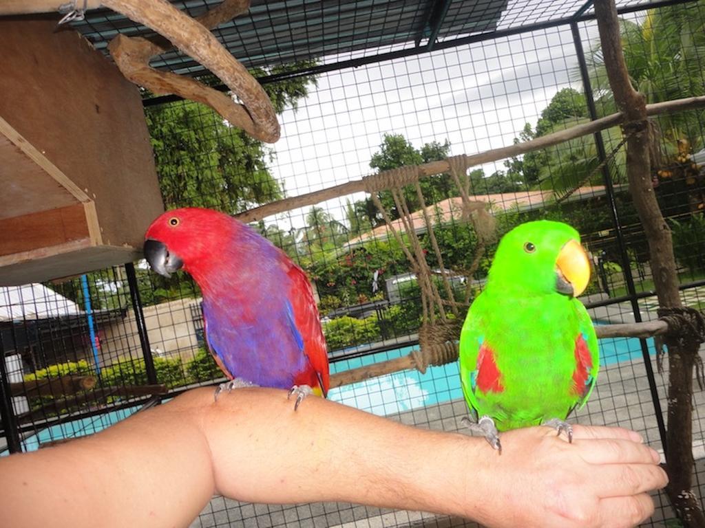 Parrot Resort Moalboal Extérieur photo